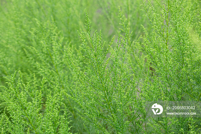 カワラヨモギ（河原蓬、学名:Artemisia capillaris） 生薬名：インチンコウ、日本の東京で撮影、秋