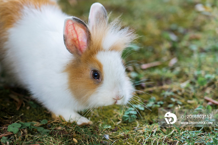 Cute little white and orange rabbit. Sweet lionhead rabbit eats leaves in a meadow. Love of animals and pet photography. Tender baby bunny.