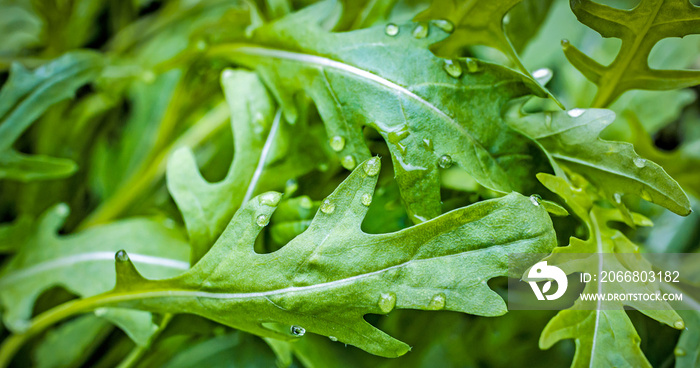 fesh roquette/rucola/wild rocket / (type of lettuce) in a glasshouse