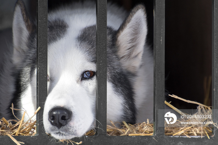 Tired husky in its cage after the race