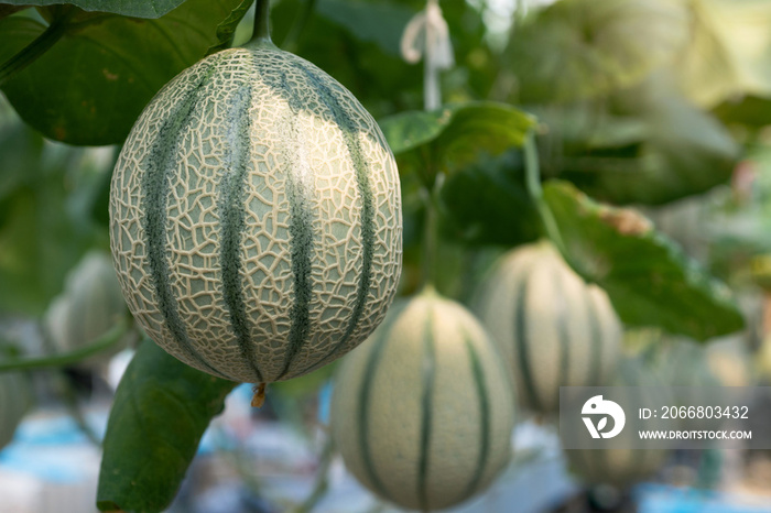 Melons growing in modern hydroponic farming