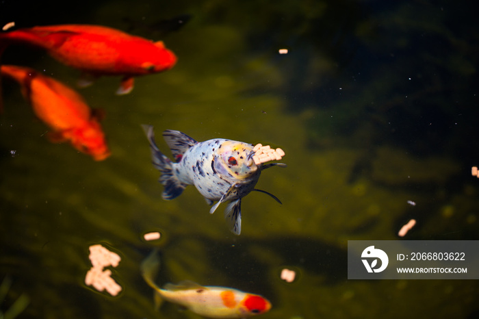 shubunkin im Gartenteich