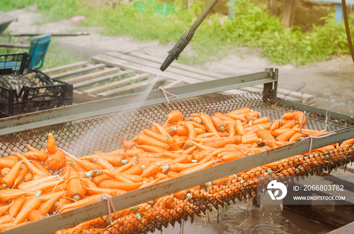 The process of cleaning freshly harvested carrots from the soil using pressure washer. Eco friendly products. Agriculture. Farming. Agro-industry. Ukraine, Kherson region. Harvest. Selective focus