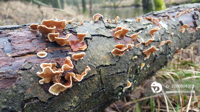 Most polypores are edible or at least non-toxic. Bracket fungi, or shelf fungi produce shelf- or bracket-shaped or occasionally circular fruiting bodies called conks. They are mainly found on trees
