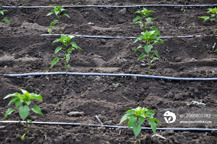 Drip irrigation system when growing vegetables in the open ground