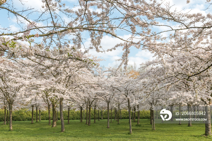 cherry blossom park in Amsterdam