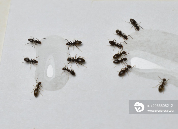 Close up picture of small brown ants, called Odorous House Ants, eating poison.