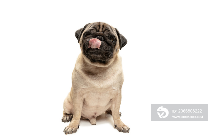 Cute pet dog pug breed sitting and smile with happiness feeling so funny and making serious face. Purebred and smart dog isolated on white background. The friendly concept