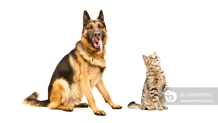 German Shepherd dog  and curious cat Scottish Straight isolated on white background