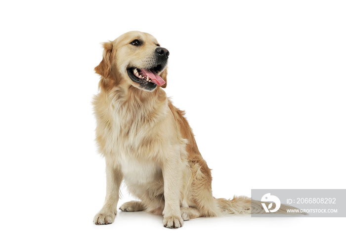 Studio shot of an adorable Golden retriever sitting and looking satisfied