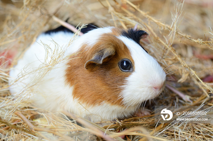 Cute Red and White Guinea Pig Close-up. Pet in its House