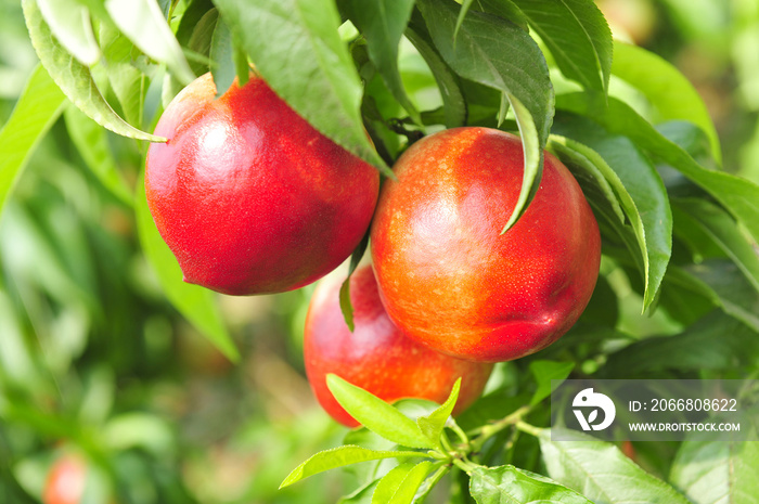 Ripe peaches hanging in a tree