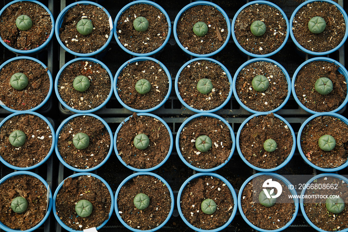 Cactus for sale. Lophophora williamsii.