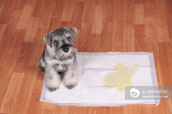 schnauzer puppy and urine puddle in dog diaper.