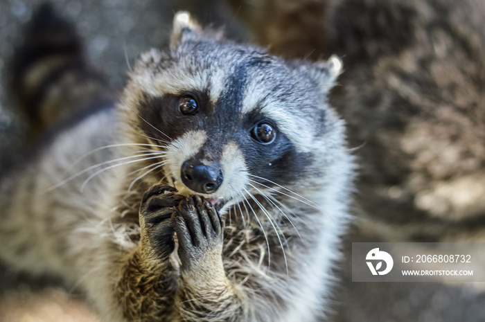 Cute Raccoon portrait close up - Procyon lotor