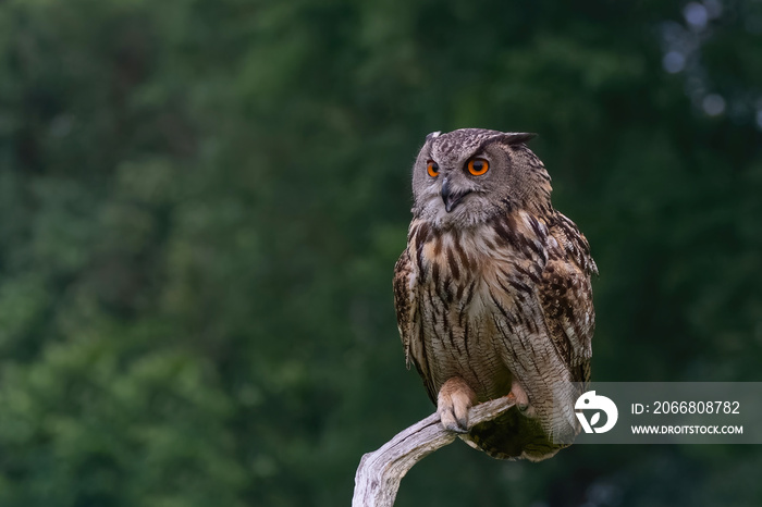 Eurasian Eagle-Owl (Bubo bubo) sitting on a branch in Gelderland  in the Netherlands