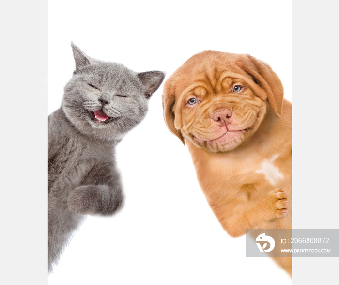 Cat and dog behind white empty banner. isolated on white background