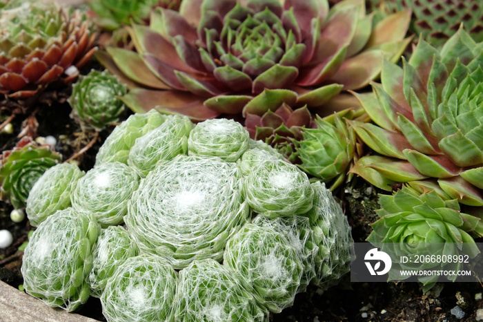 Cobweb common houseleek, Sempervivum tectorum, also known as hens and chicks, grouped together