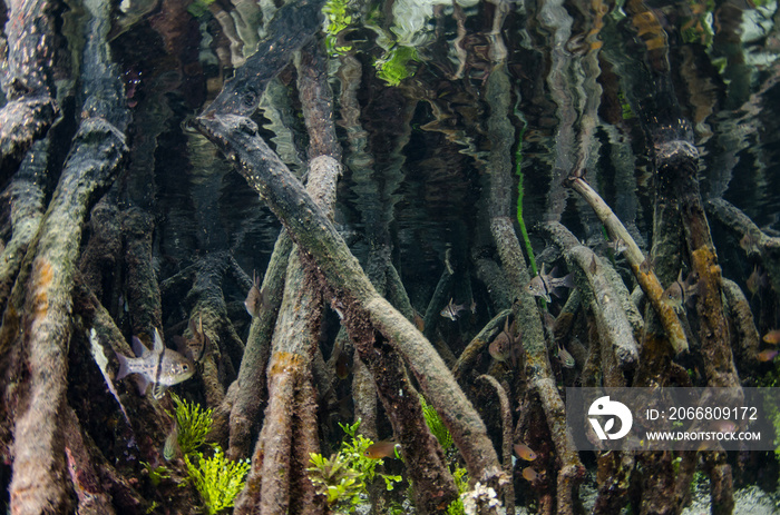 Underwater Mangroves