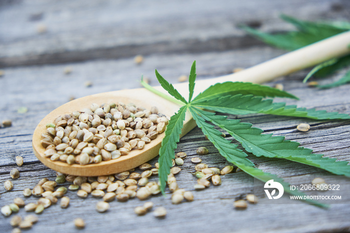 hemp leaves on wooden background, seeds, cannabis oil extracts