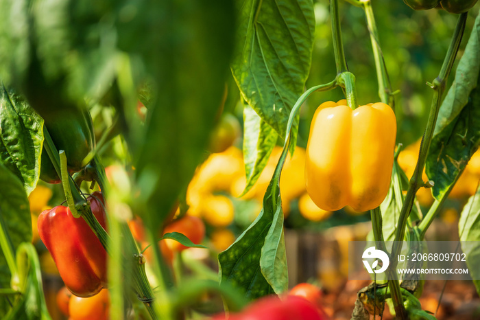 Yellow bell pepper plant growing in organic garden