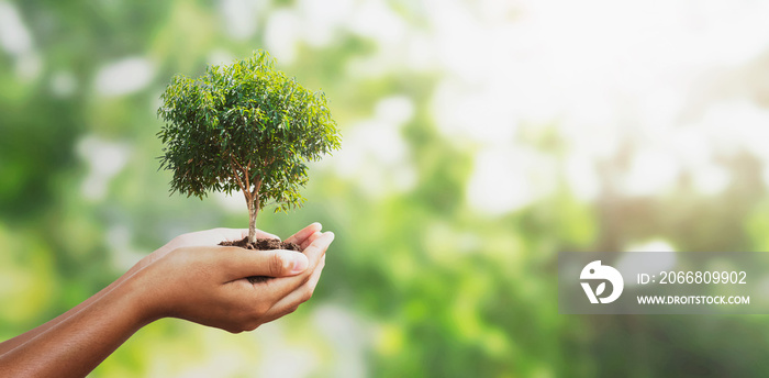 hand holding tree on blur green with sunshine  background. concept eco earth day