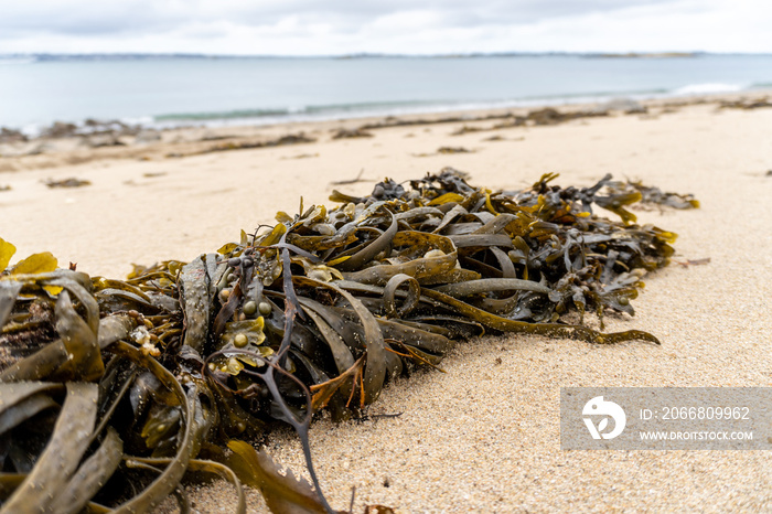 Herm Island, Channel Island in Bailiwick of Guernsey. Car free island is popular British Isles holiday destination. Bear’s beach with seaweed and shells. Knotted wrack seaweed.