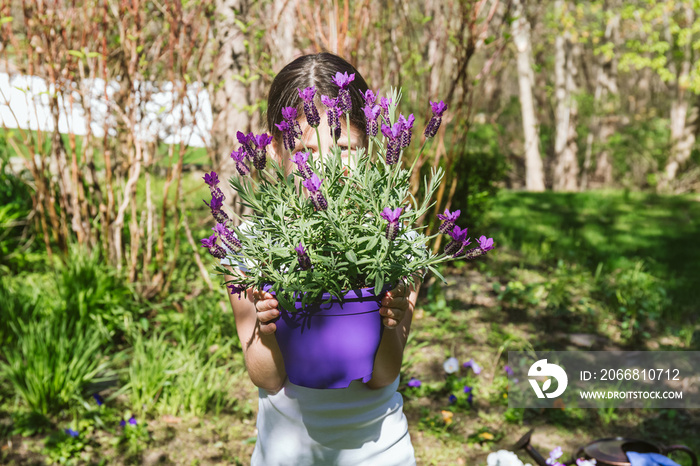 Girl with lavender in the pot in the backyard garden. Family gardening spring concept. Horizontal