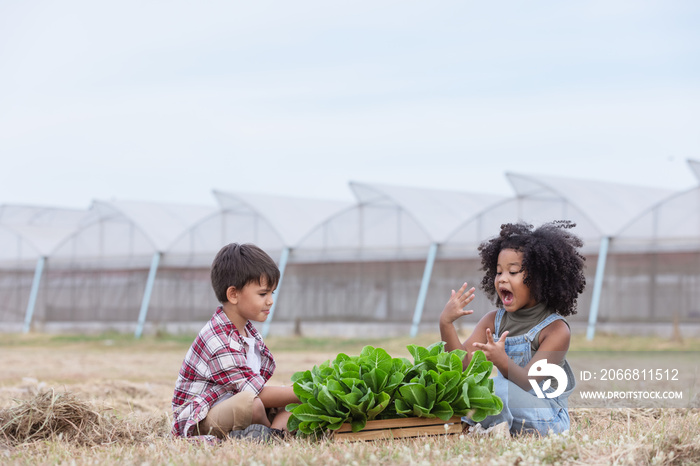 Multi-ethnic children in casual clothing raise hand gives ok after using laptop to selling freshness vegetable harvest from green house.Afro curly hair children,mixed race children.Success together.