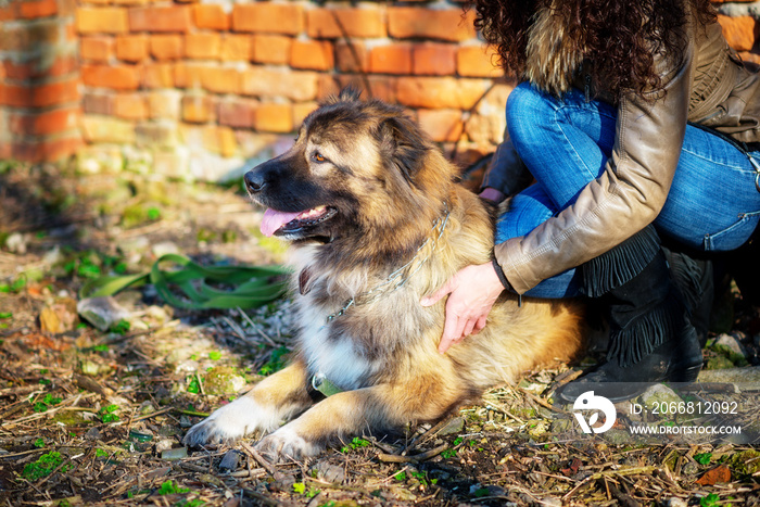 Girl playing with Caucasian shepherd dog, autumn