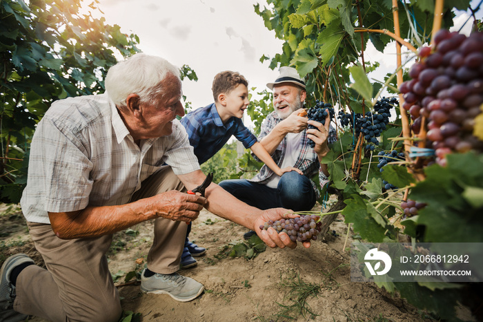 Happy senior is picking grapes with his son and grandson