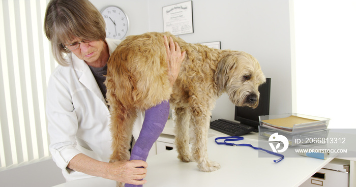 Professional veterinarian doctor examining bandage cast on dog