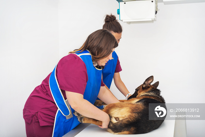 Veterinary radiologist examining dog in x-ray room