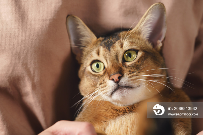 Teen girl with sad abyssinian cat on knees sitting on couch