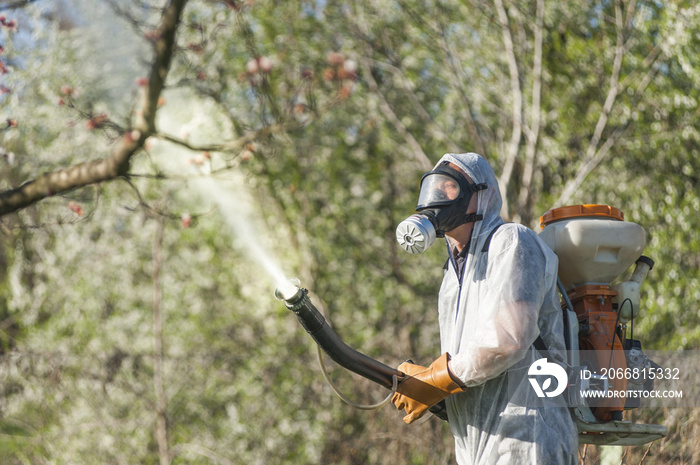 Young farmer spraying apricot trees with chemicals in the orchard