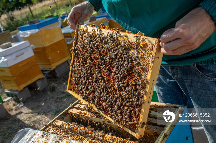 Frames of beehive. Close up view of opened hive body showing frames populated by honey bees. Nature, insects. Beekeeping background