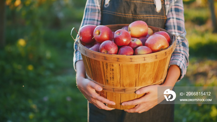 A farmer holds a basket with ripe red apples. Organic products from your garden