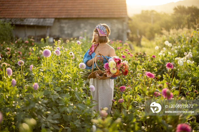 Portrait of a young stylish woman stands with a basket full of colorful freshly picked up dahlias on rural flower farm on sunset