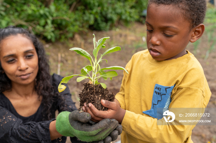 Mother and son gardening in allotment