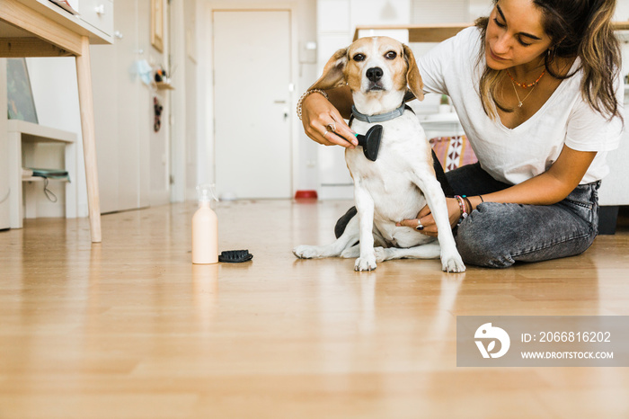 young beautiful woman brushing her dog in her home