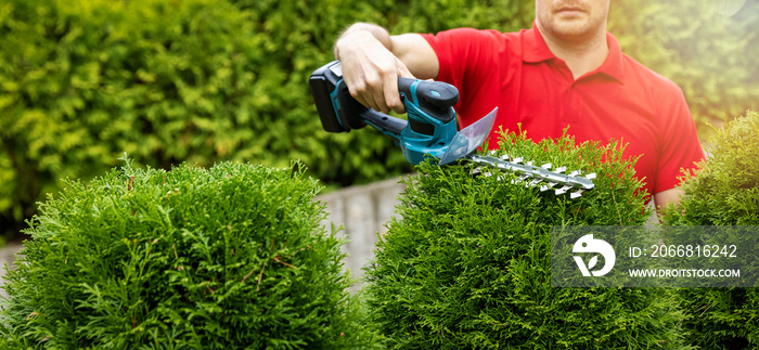 landscaping service - gardener pruning and shaping evergreen thuja hedge with electric trimmer. copy space