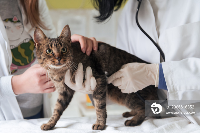 Veterinary team for treating sick cats, Maintain animal health Concept, animal hospital