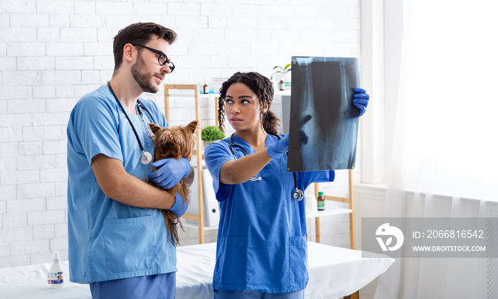 Vet doc with assistant studying xray at animal hospital, blank space