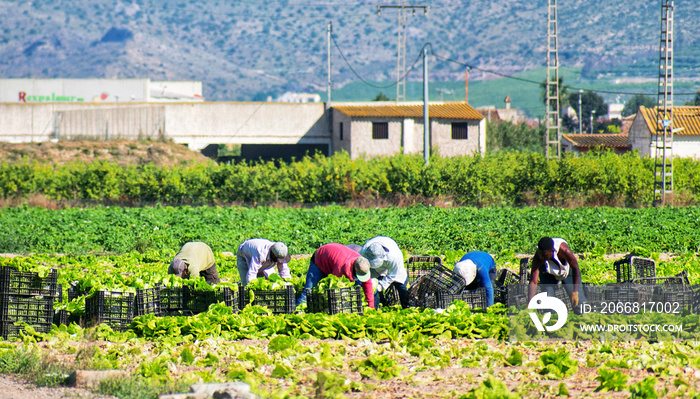 Farmers or farm workers picking up lettuces in an agricultural plantation during coronavirus or covid 19 pandemic. Farmers supply during Coronavirus lock down.