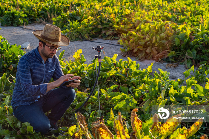 A farmer checking information on agricultural produce with his mobile phone. Wheat cultivation. chile farmer, mexican farmer, american farmer, straw hat