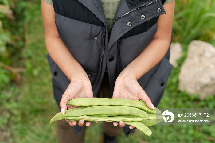 Mid section of woman holding homegrown green bean in urban garden