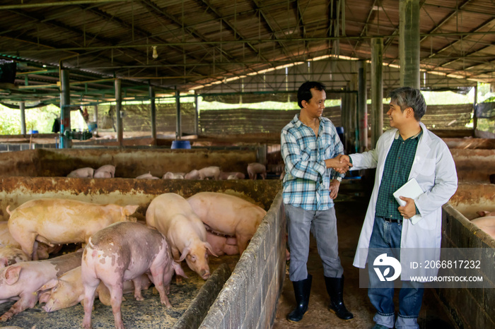 Businessman, owner of a farmer, pig farm, consults expert veterinarians, handshake cooperates to control and prevent epidemic outbreaks in farms and hygienic farming : Pig farming in Thailand.