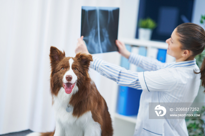 Brown Border Collie dog during visit in vet