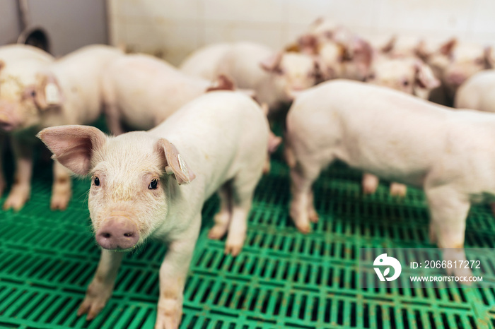 A small piglet in the farm. Swine in a stall.