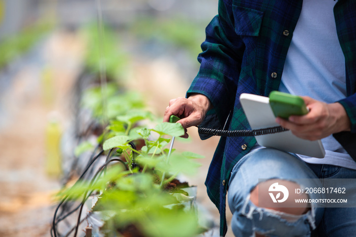 Smart farm, Farmer using tablet computer control agricultural system in greenhouse